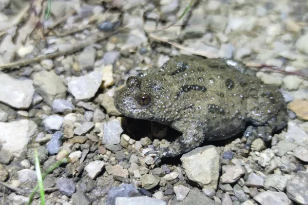 jovsi-natura-kozje-306165B4BC-D6B5-A520-E577-515F58613FC7.webp